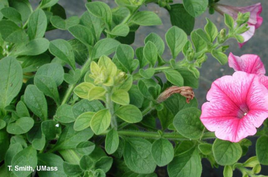 Iron deficiency on petunia