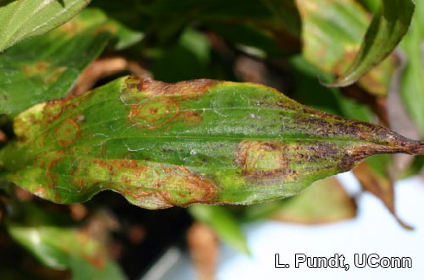 Impatiens Necrotic Spot Virus (INSV) – Toad lily