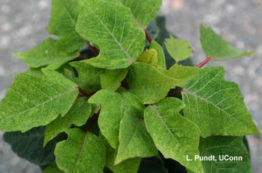 Mites – Lewis mites on poinsettia