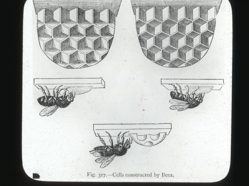Cells Constructed by Bees