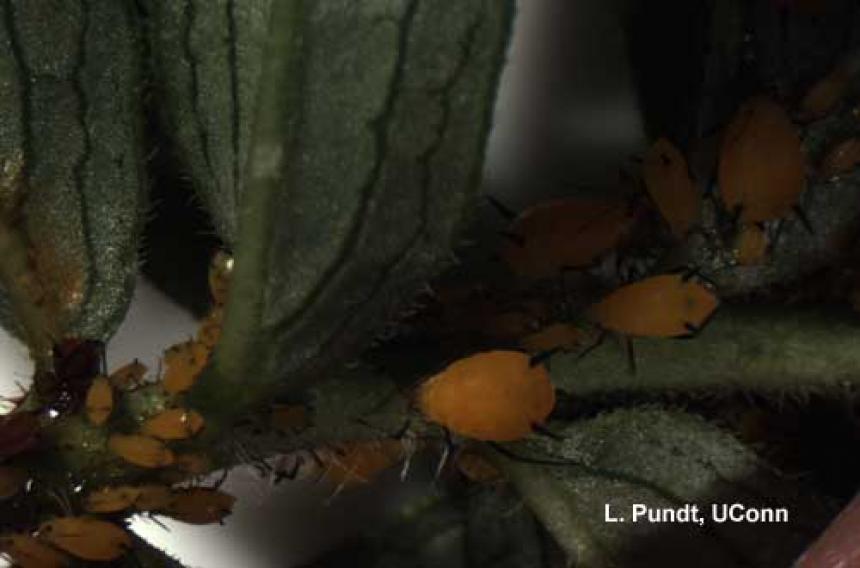 Oleander aphid