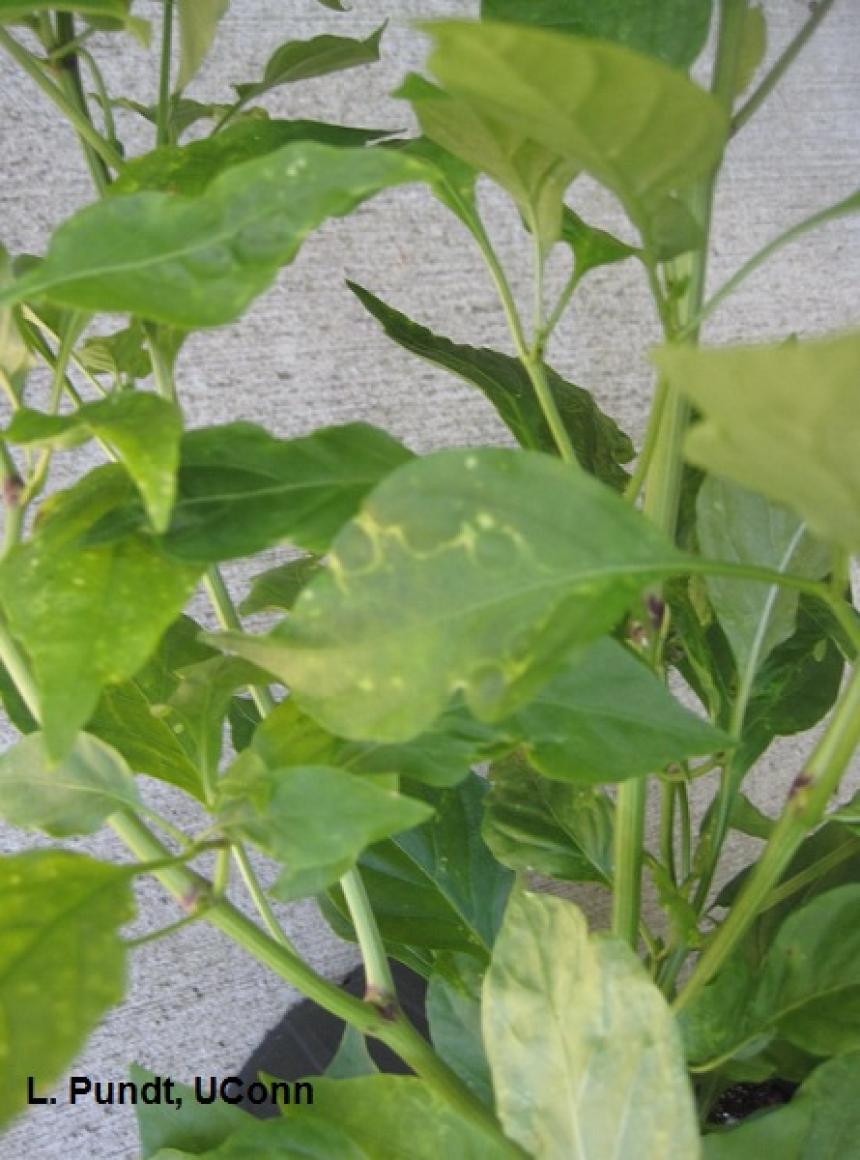 Tomato spotted wilt virus on pepper plant