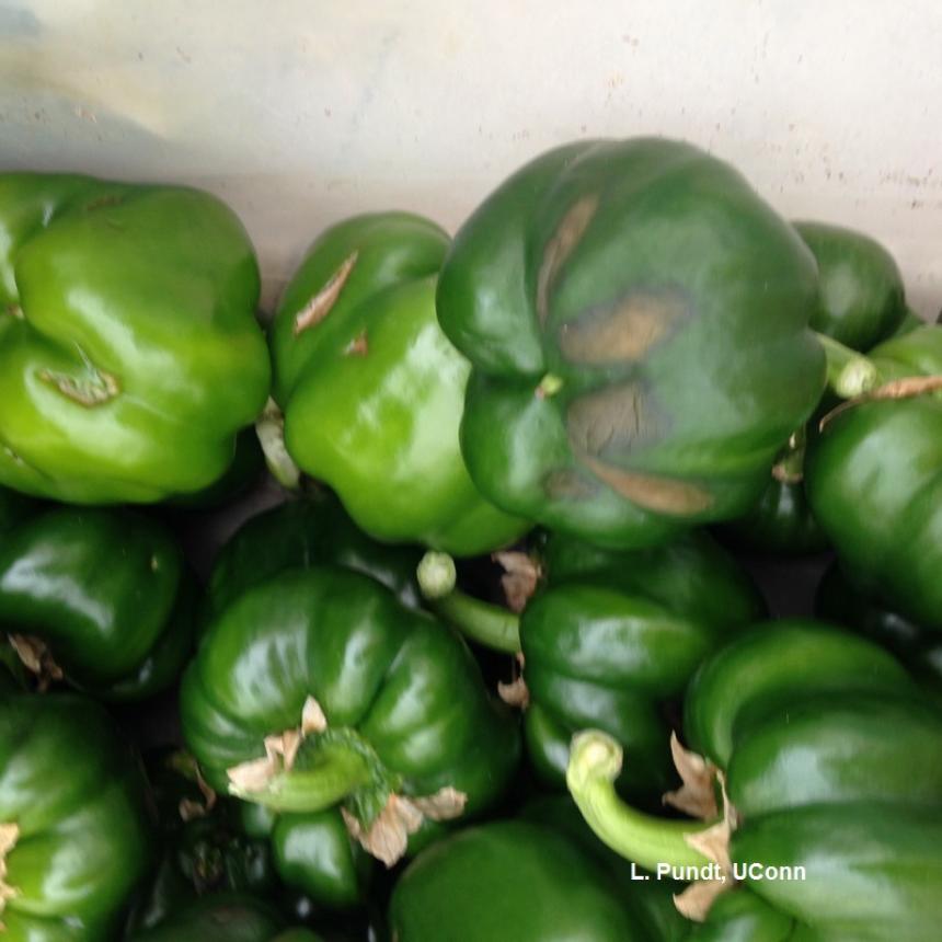 Greenhouse peppers - Blossom end rot