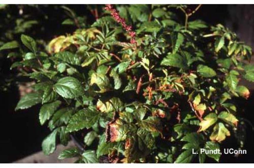 Leafhopper – Potato leafhopper injury to astilbe