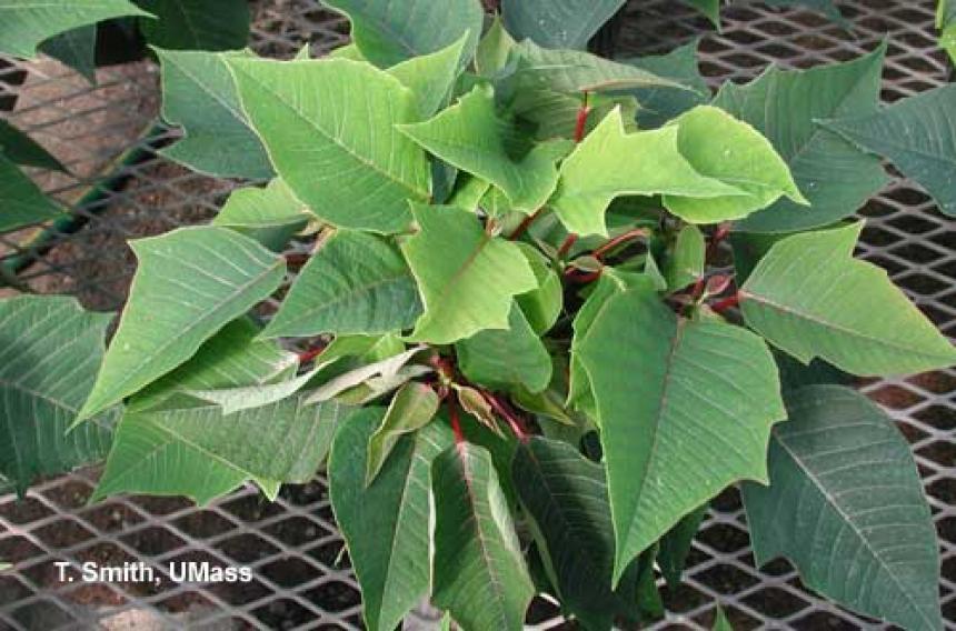 Lateral stem breakage on poinsettia