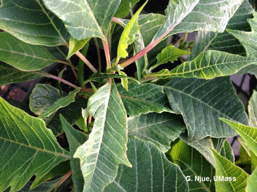 Leaf distortion on poinsettia