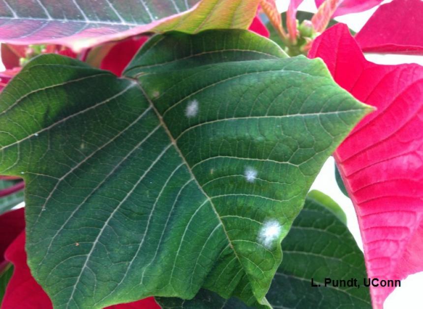 Powdery mildew on poinsettia