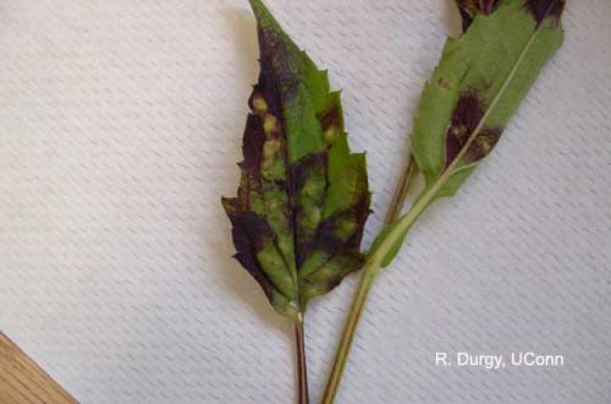 Rudbeckia psyllid feeding injury on rudbeckia