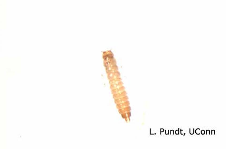 Rove Beetle Larva