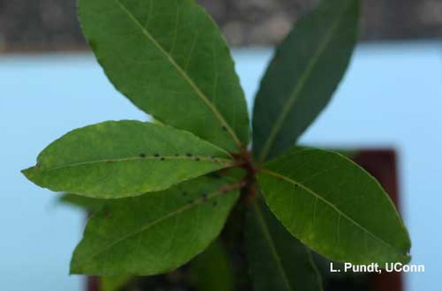 Scale on Bay Plant