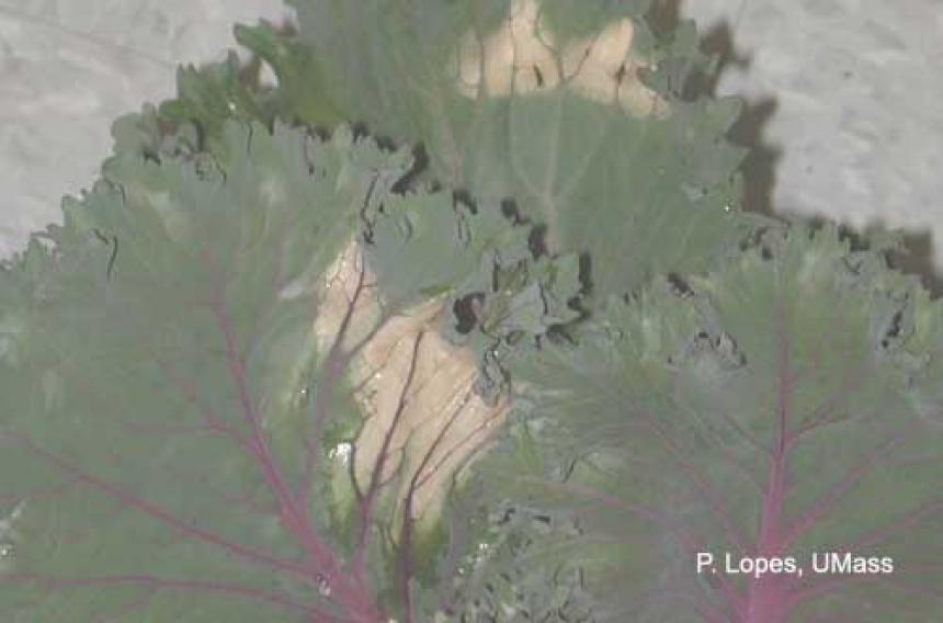 Heat injury on ornamental cabbage