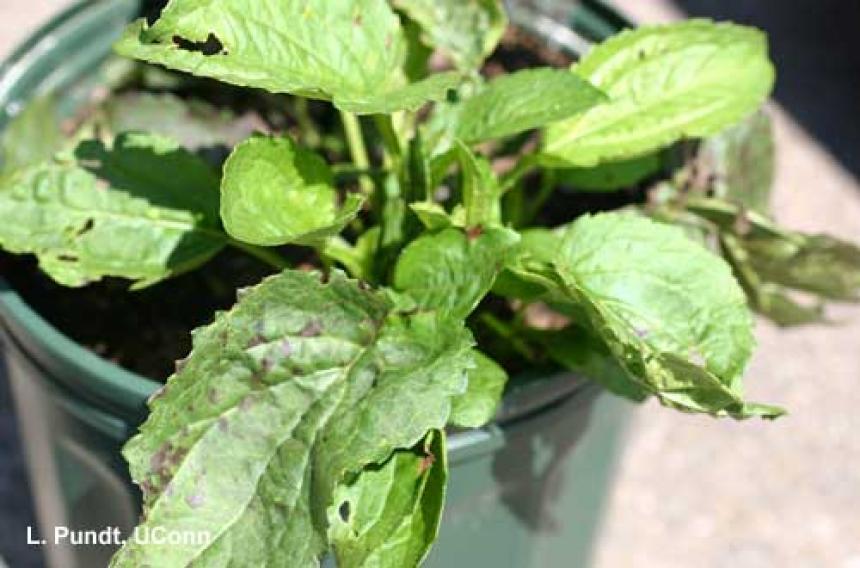 Septoria leaf spot - Rudbeckia