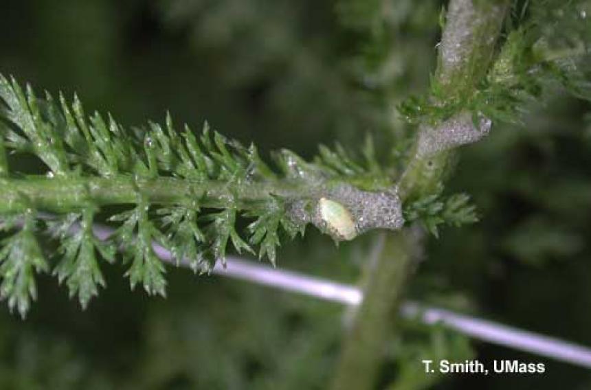 Spittlebug nymph on yarrow (Achillea)