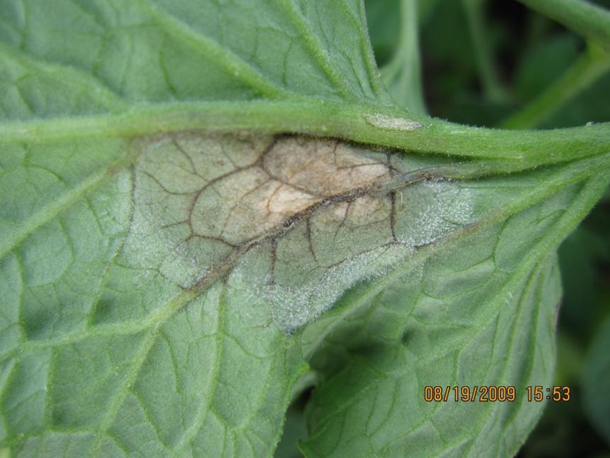 Symptoms of late blight of tomato. Photo by Ohio State U.