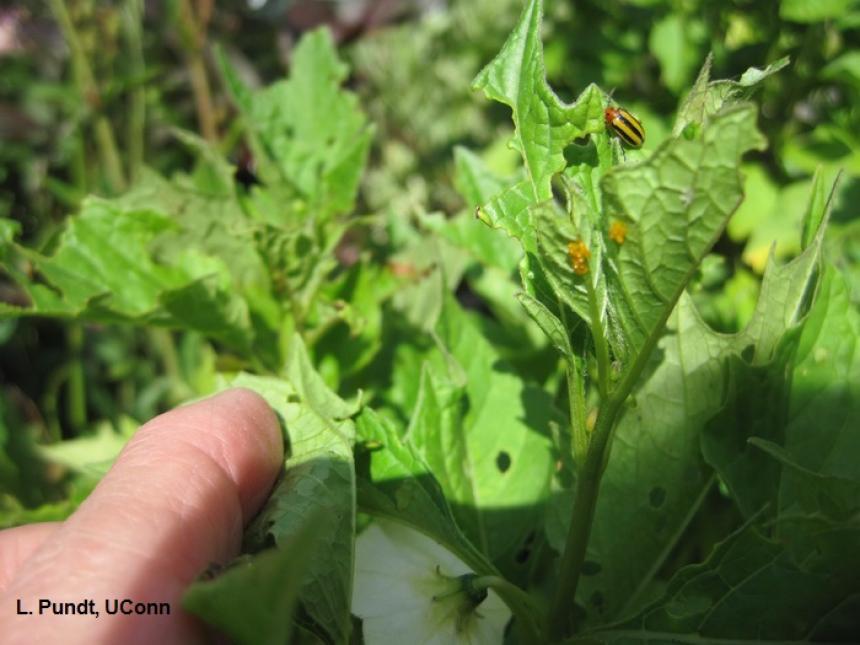 Three-lined Potato Beetle and eggs on Chinese lantern