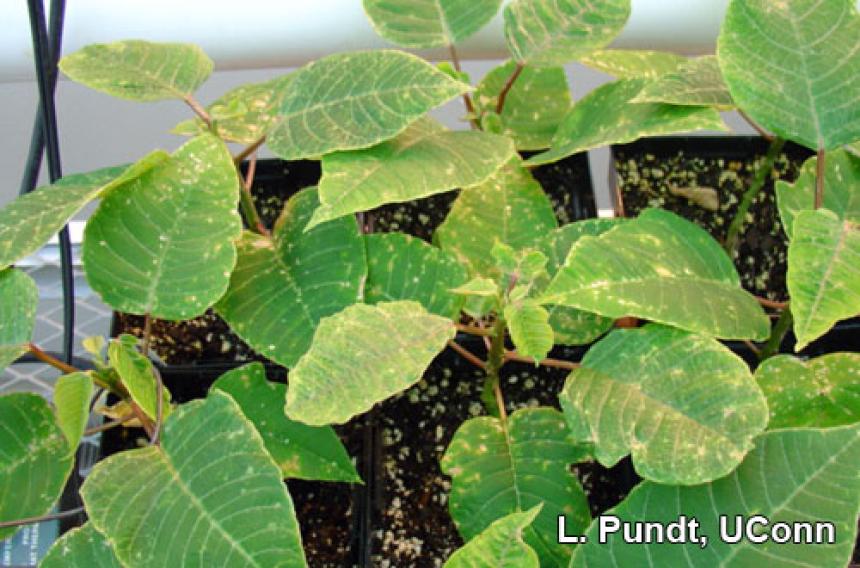 Thrips damage - Poinsettia