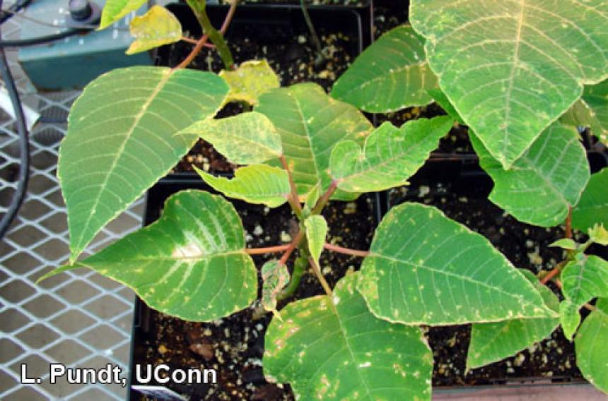 Thrips damage – Poinsettia