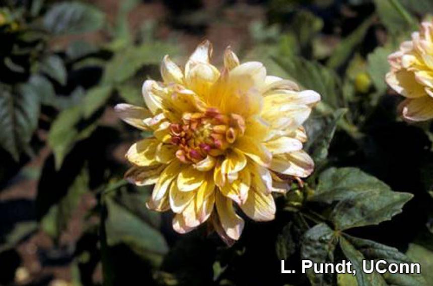 Thrips damage – Dahlia flower and foliage