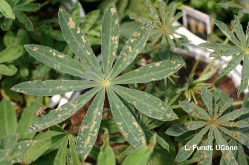 Western Flower Thrips Damage to Lupine