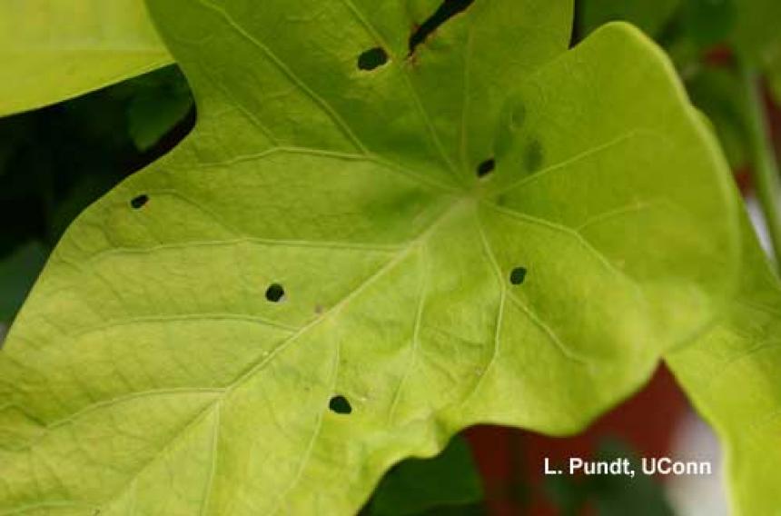 Golden tortoise beetle – feeding injury on Ipomoea