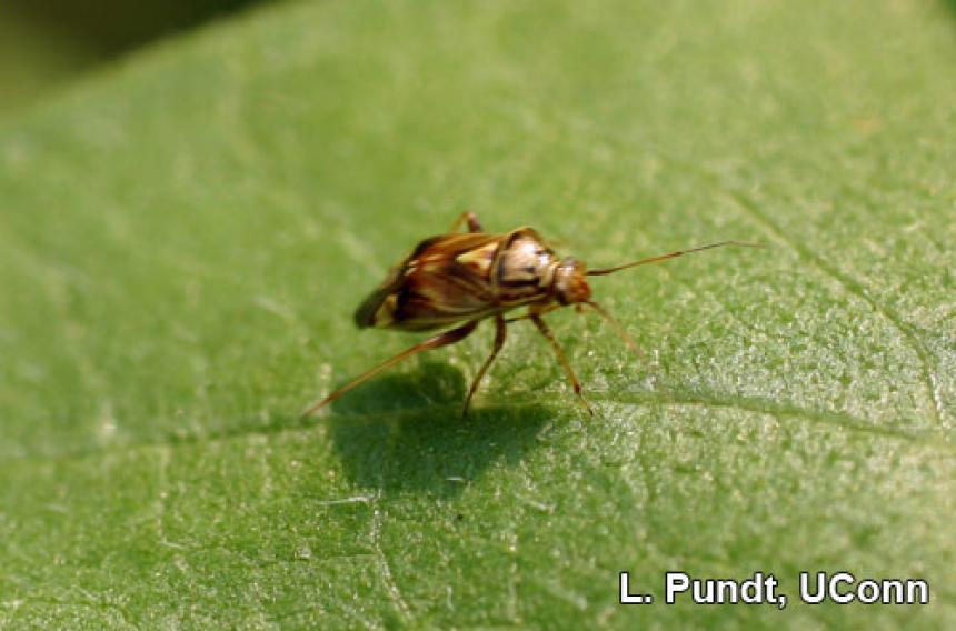 Tarnished Plant Bug