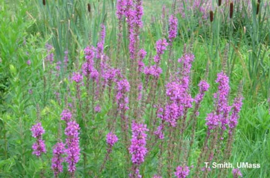 Invasive Plant - Purple Loosestrife