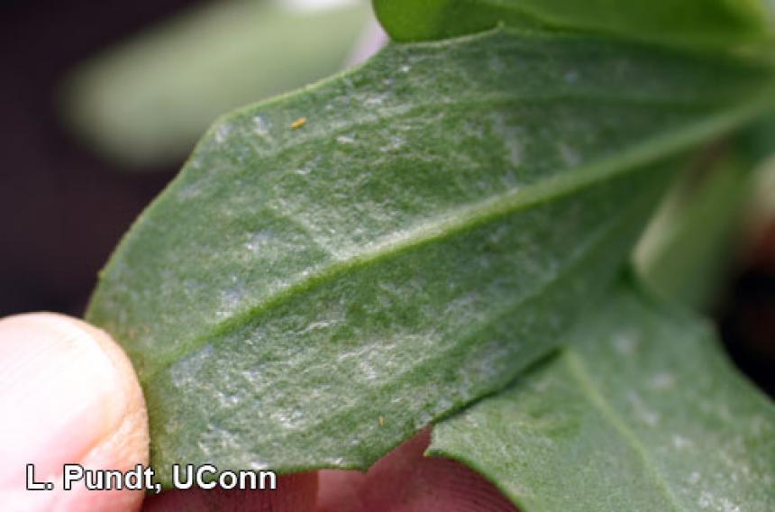 Western flower thrips – larvae