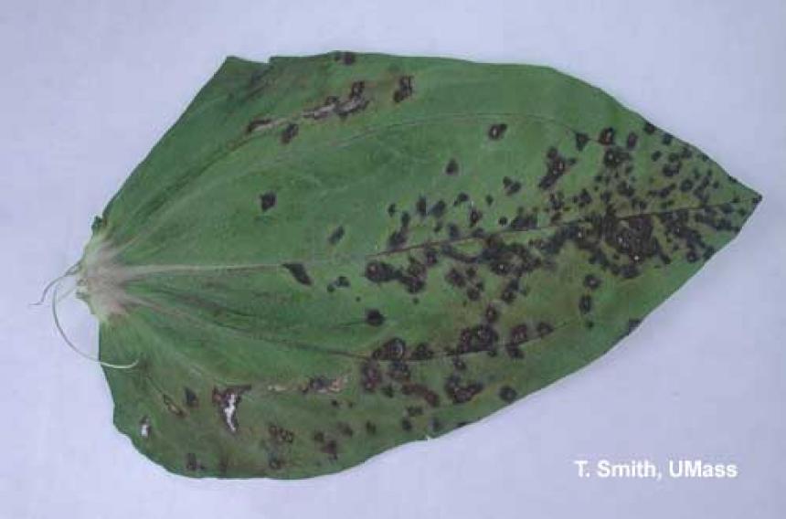 Xanthomonas leaf spot - zinnia