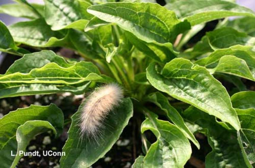 Yellow Woolybear Caterpillar