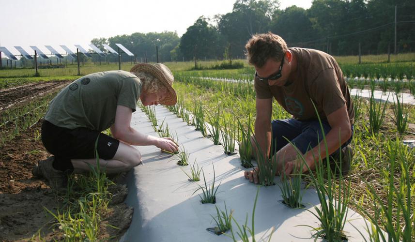 Undergraduate students, Jacob Goldman and Jason DePecol, hand-weed onions at Student Enterprise Farm