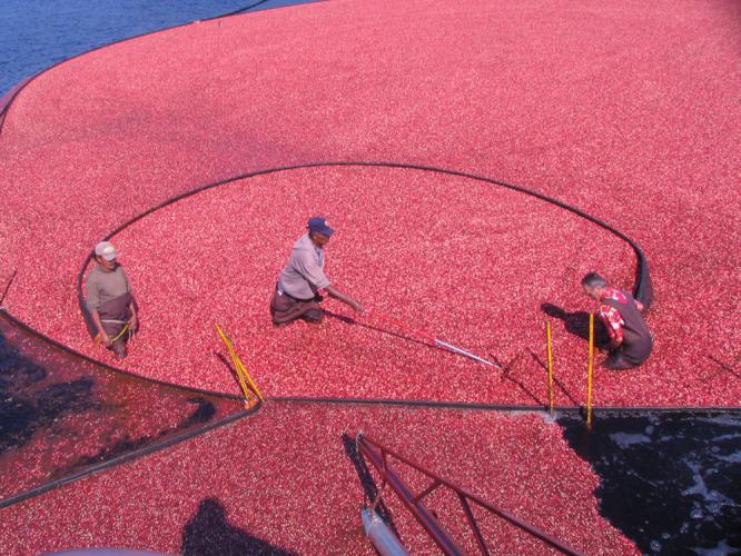 Harvesting cranberries at UMass Cranberry Station