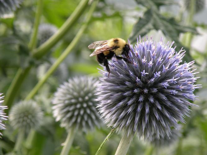 Bombus bumblebee