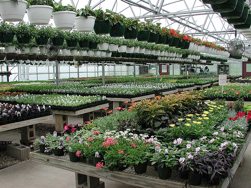 Greenhouse Plants