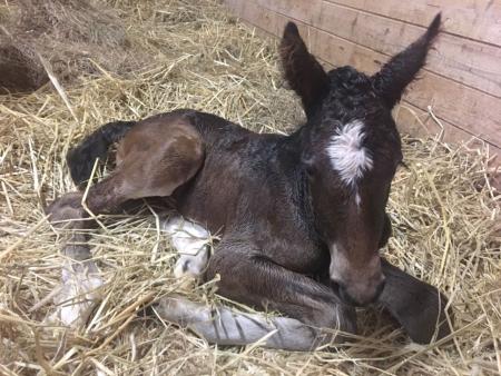 Foal born at Hadley Farm, nicknamed "Levi"