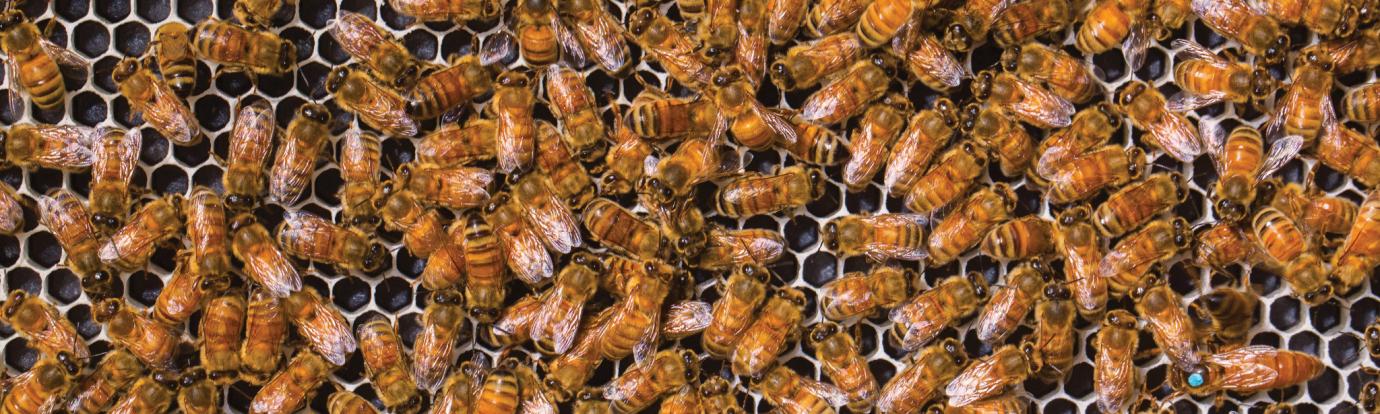Honeybees on frame
