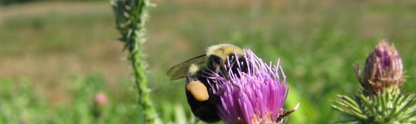 Bumble Bee on Thistle