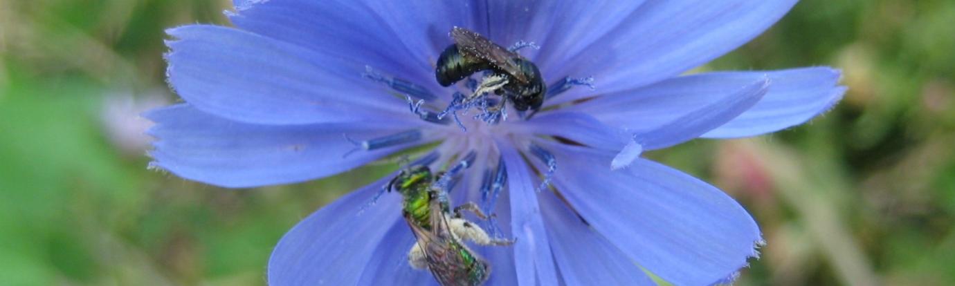 Solitary Bees on Chicory