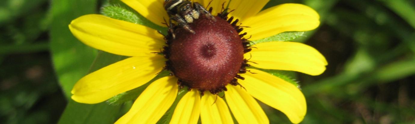 Spider on Rudbeckia