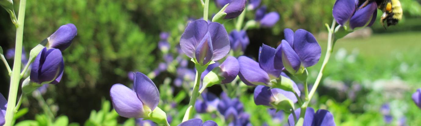 B. Fervidus on Wild Indigo