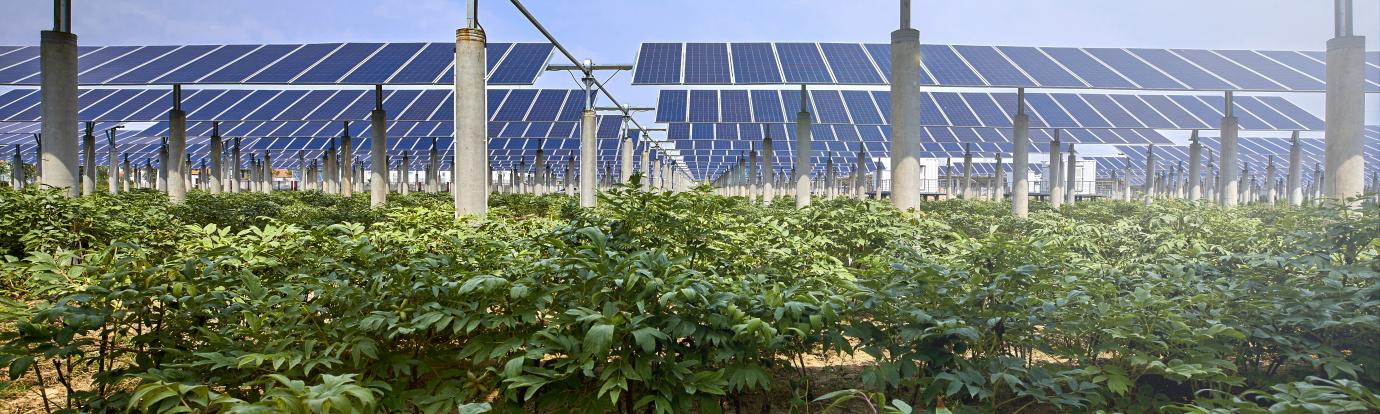 elevated solar array with crops beneath