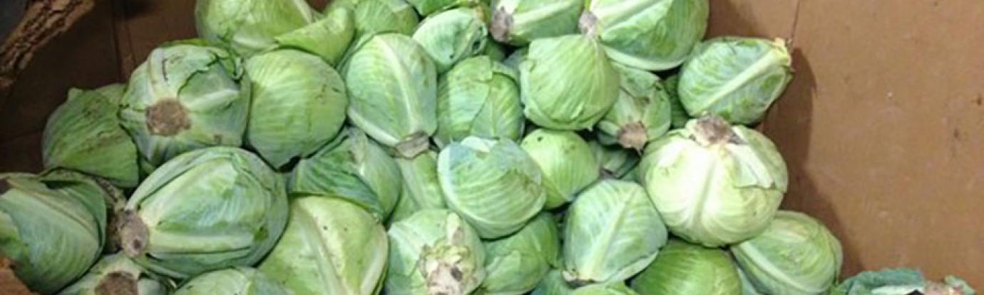 Cabbage in cardboard bin