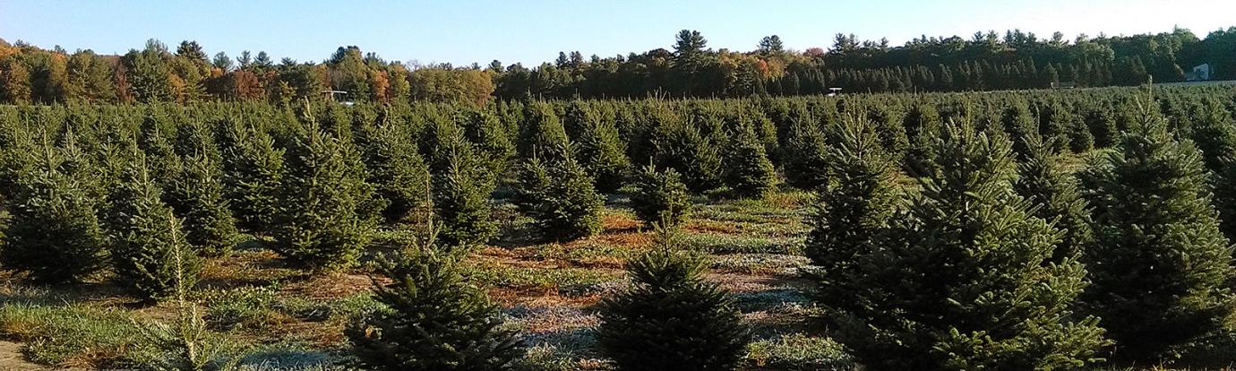 Chestnut Mountain Tree Farm, Hatfield, MA.