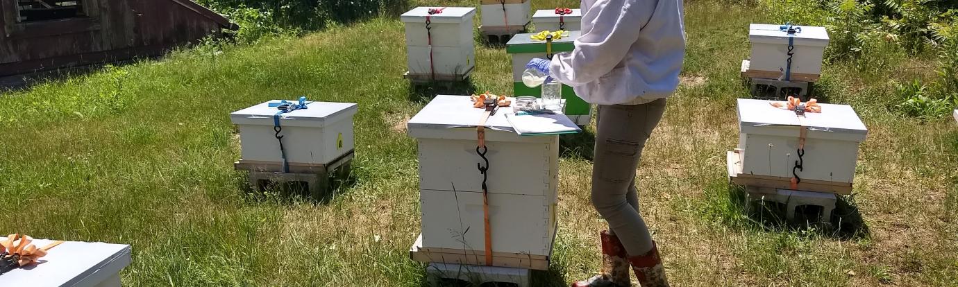 Conducting Research on Hives at UMass Amherst