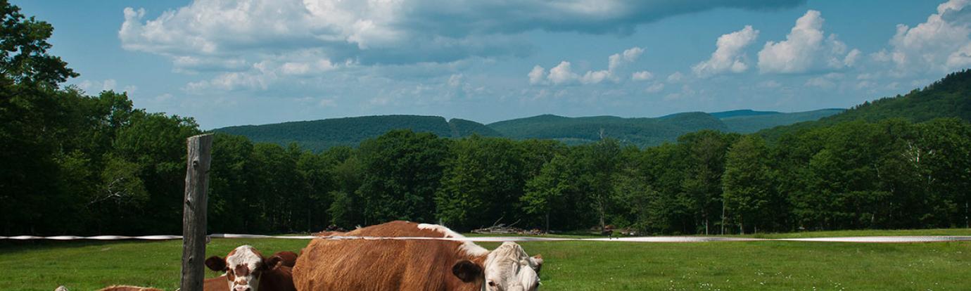 Cows in field