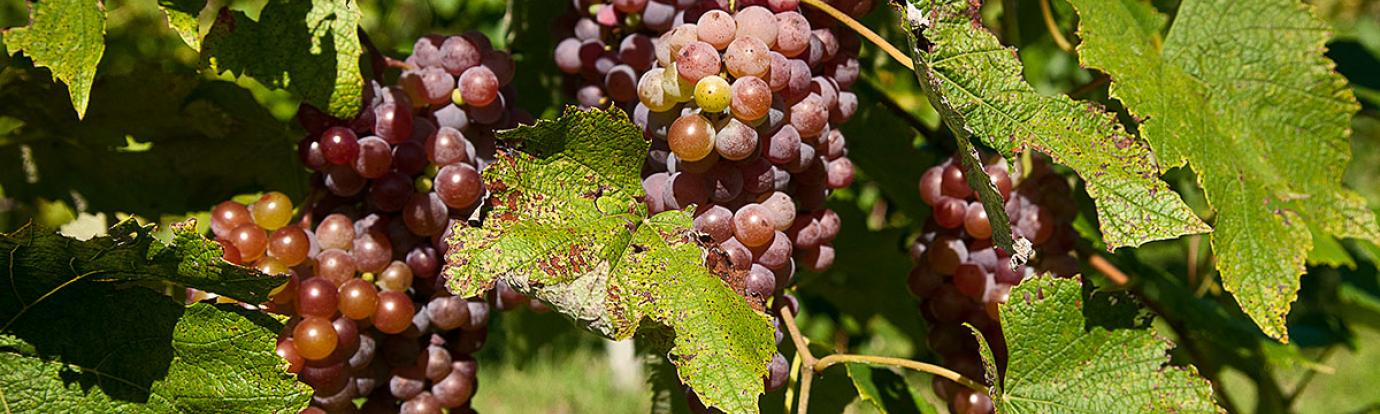 Grapes at Cold Spring Orchard