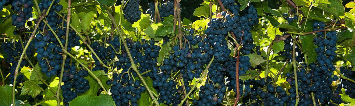 Grapes at Cold Spring Orchard