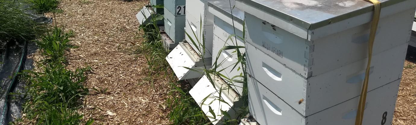 hives at the Amherst state apiary