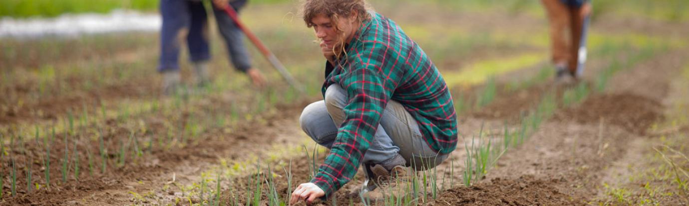 Students farming at the Crop and Animal Research and Education Center in South Deerfield