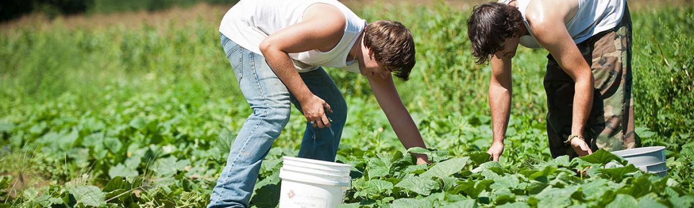 Harvesting crops