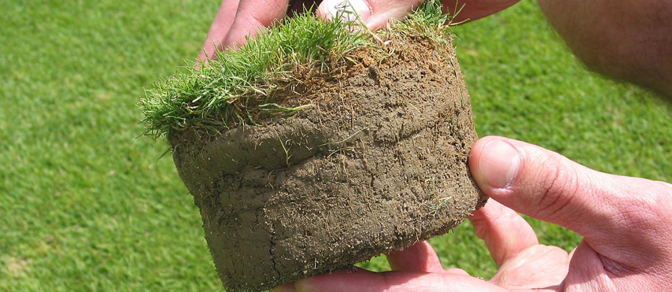 A researcher examines a cup cutter plug on a bentgrass plot at the Joseph Troll Turf Research Center.